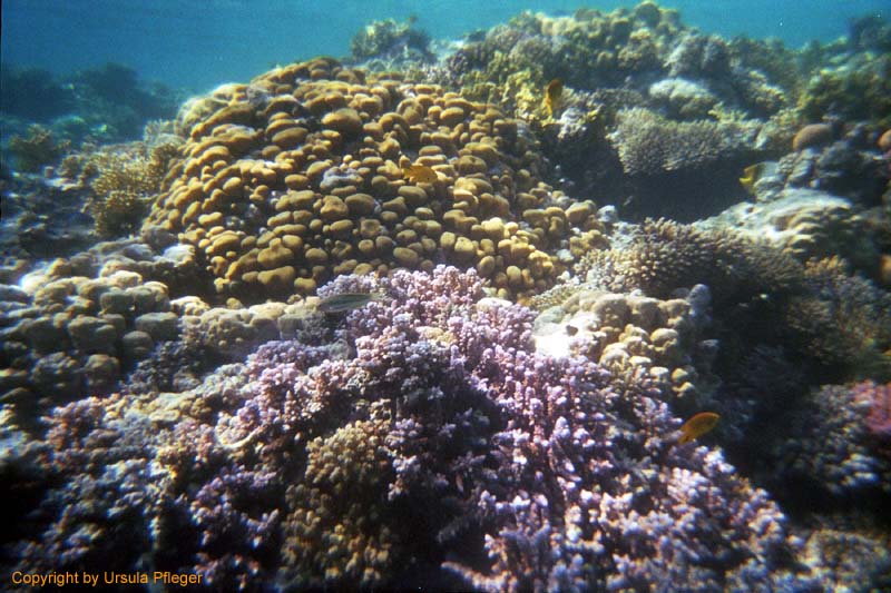Aegypten Flora Fauna 2 Bild 10