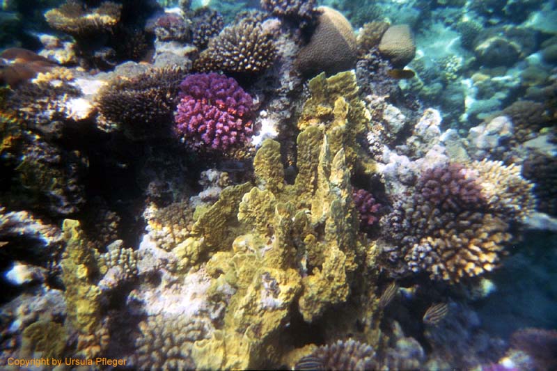 Aegypten Flora Fauna 2 Bild 18