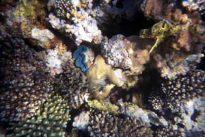 Aegypten Flora Fauna 2 Bild 02