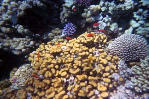 Aegypten Flora Fauna 2 Bild 06