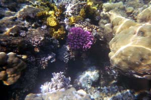 Aegypten Flora Fauna 2 Bild 15