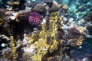 Aegypten Flora Fauna 2 Bild 18