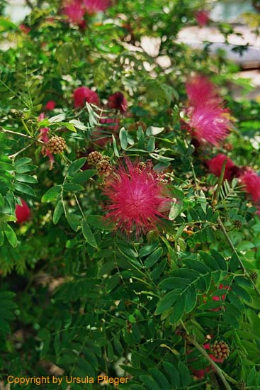 Aegypten Flora Fauna 1 Bild 11