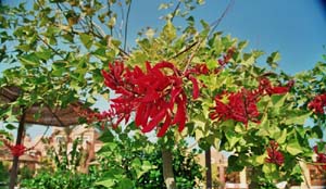 Aegypten Flora Fauna 1 Bild 08